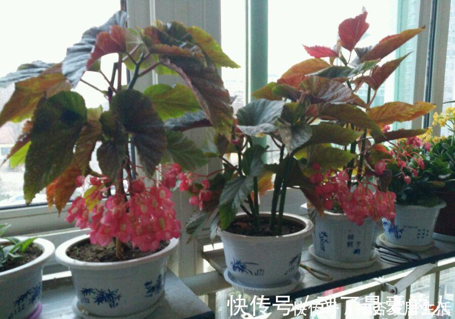 银星|花期最长的室内绿植，一年四季开花，比绿萝还好养，扦插就能活