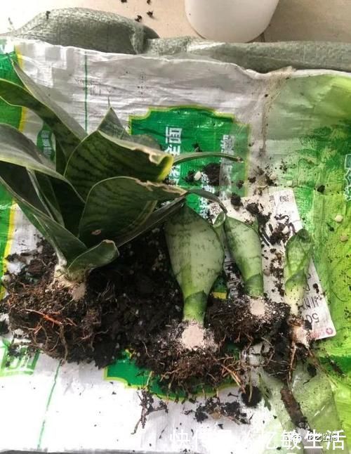 浇水|为什么明明浇水不多,花却还烂根,很多花友都容易忽略这一点!