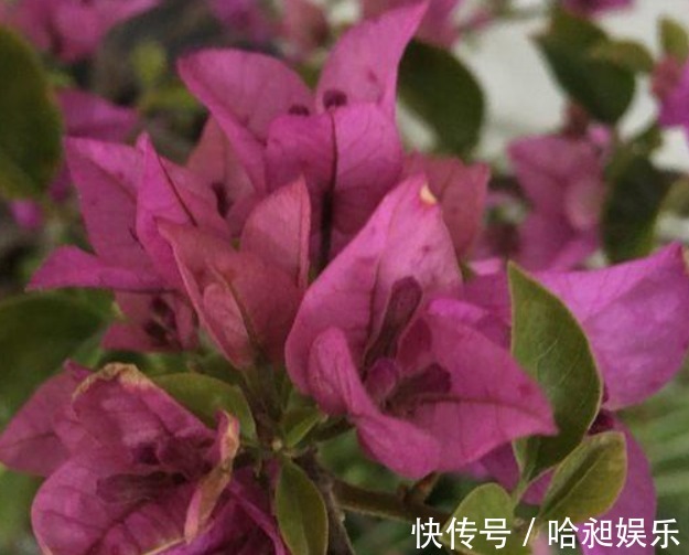 三角梅不开花采用“饥饿”法促进生根,快速萌芽开爆盆