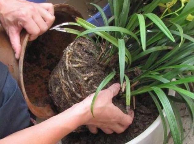 天热养花换土满足2条件,注重3细节,植株方可服盆快、不僵苗