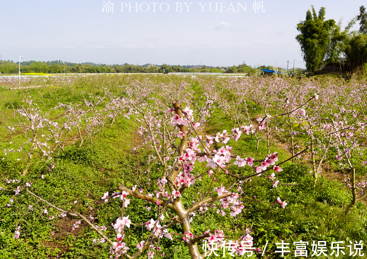 桃子|潼南赏花地图郭坡村的桃花开了，工作人员却说桃子熟了来随便吃