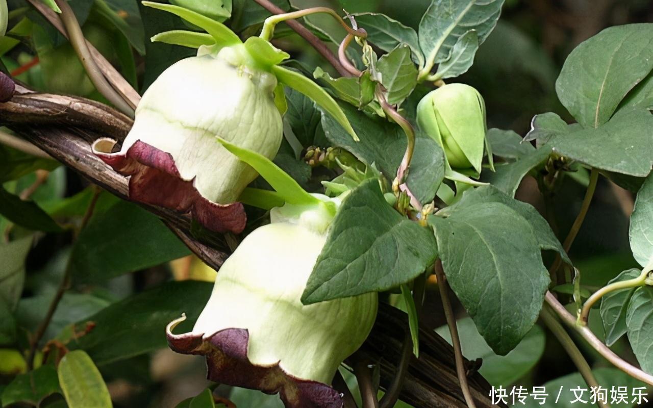 遇见|人称“臭草”,价值却堪比“人参”,竹林遇见,请别铲除