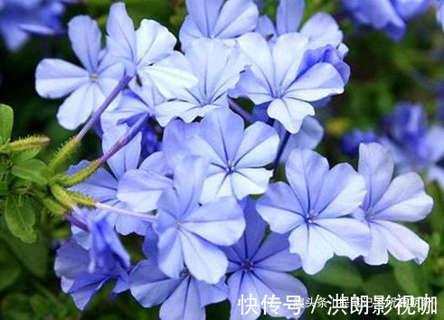 喜欢养菊,不如养盆“珍稀名菊”七彩菊花,似七色彩虹,美不胜收