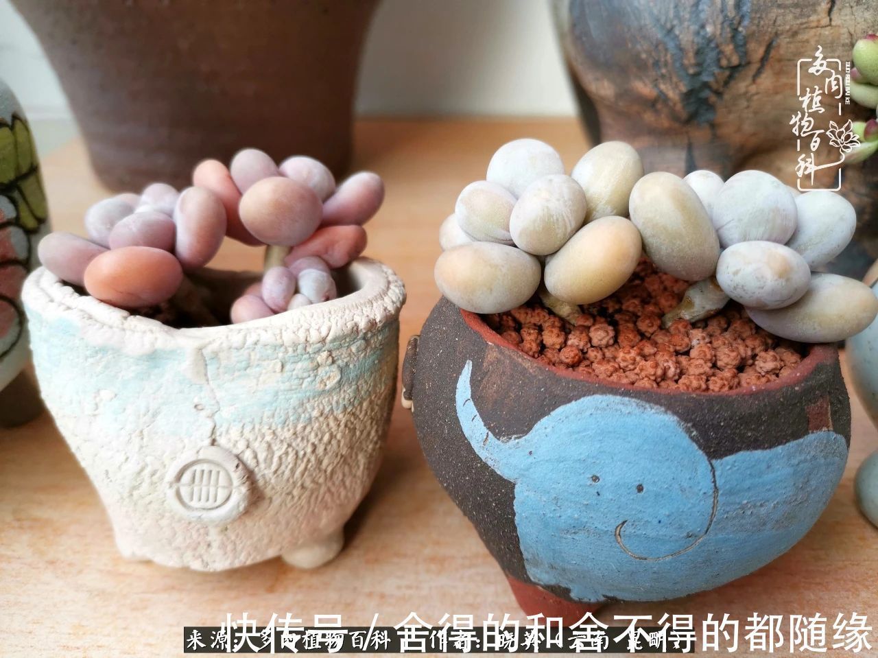 生活的本质就是爱,喜悦,和平!养多肉的快乐是金钱买不到的!