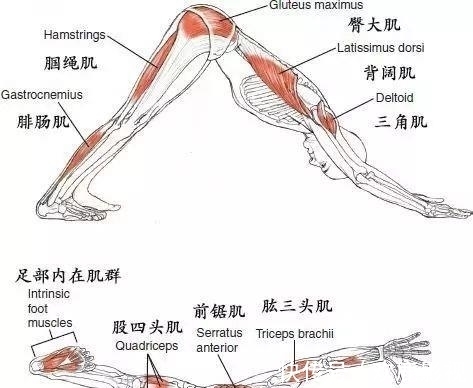 腘绳肌|要练好瑜伽下犬式，这些解剖要点你要知道！