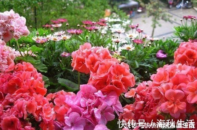 耐旱|阳台养花,就选这几种,一个月不浇水,也能打鸡血似的开满花!