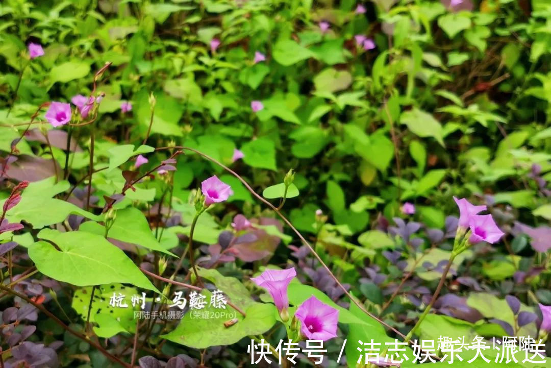 夏秋季|杭州小区里这种喇叭花，其实是“海滨花后”，可以解海蜇刺伤的毒