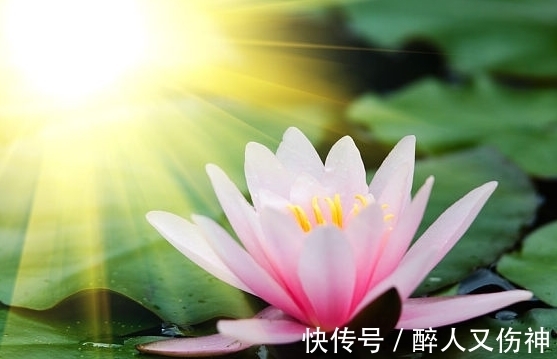 桃花|步入9月中旬，4属相桃花八方来，良缘天成，生活顺风顺水