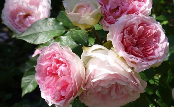 养花试试这款,花是粉红色的,可以用作藤蔓植物