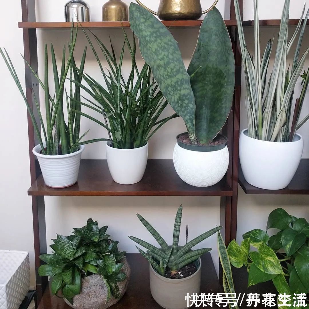 根系|适合养在办公桌上的5种盆栽小绿植,不用频繁打理