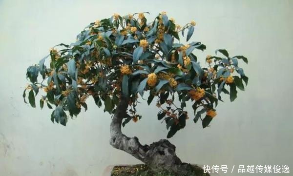  简单|桂花盆景的制作与技巧，简单易学，抓紧收藏！