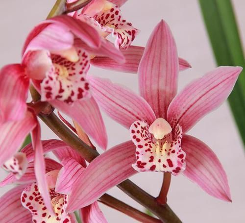 获得4次金奖的兰花,开花后美艳动人,气味芳香,新老兰友都能养