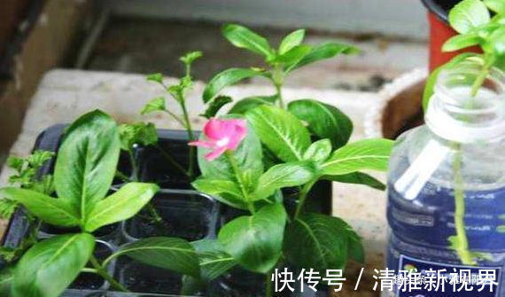 松松盆土|扦插长春花，有1个“技巧”，1棵养出30棵，棵棵开爆盆，好美！