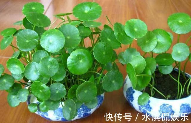 光照|叶片圆滚滚寓意能招财,家里养一盆“铜钱草”,家里人跟着幸福