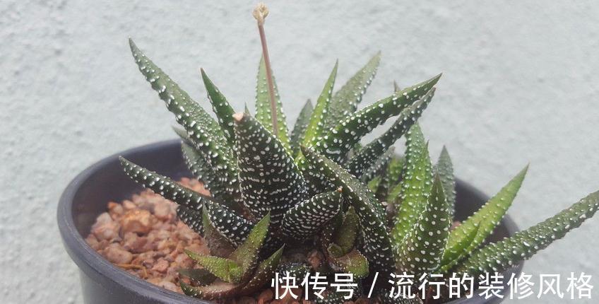 花盆|养条纹十二卷，打理好3点就不出状况，适合新人入坑练手