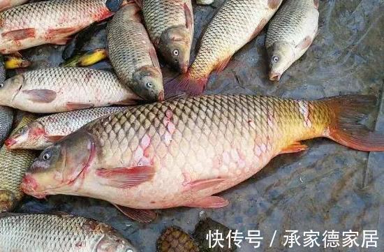 身体|这3种鱼自带“寄生虫”和“重金属”，价格虽便宜，没营养伤身体