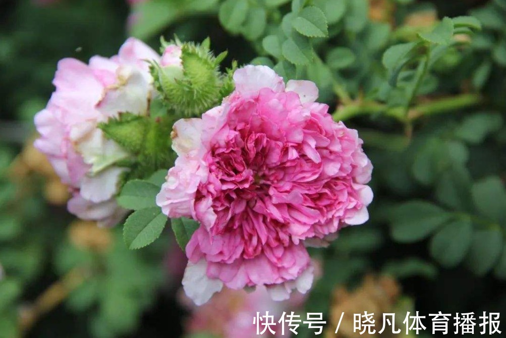 腊月|俗语“人怕腊月生,又怕腊月死”,为何这么说,有啥深层含义?