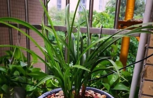 根系|公园里面逛一逛,3种“垃圾”捡回家,花盆里扔一些,啥花都喜欢