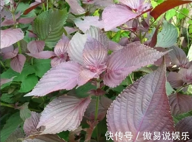 紫苏油|女性不想老太快,常吃此菜,血脂降了,雀斑没了,常食显年轻