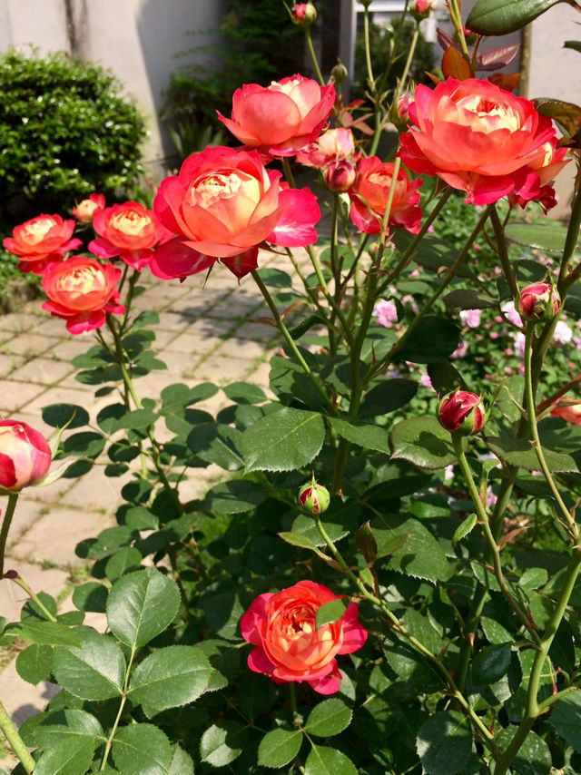 家里阳台种这些花朵,不用太管就能变花海,开花轻松爆,绚丽多彩