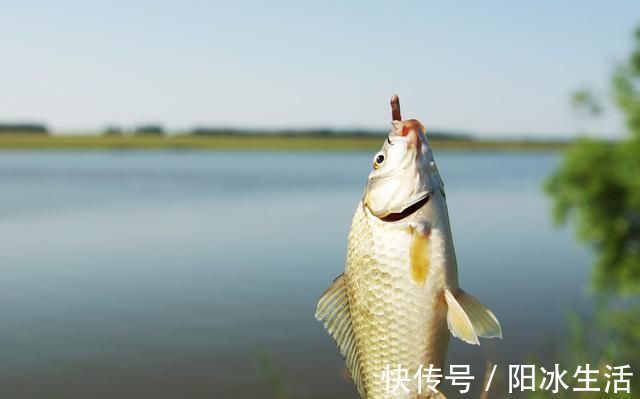 饵料|怪不得老钓友比你钓得多,人家提早都做好了这些准备