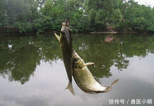 大爷|大爷钓的鱼中有一条很特别,看清腹部后放生了这可不能吃呀