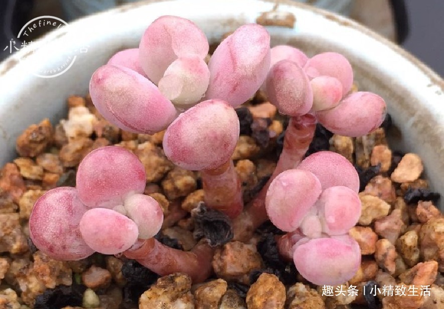 少犯这3错，浇水“反着来”，多肉才能健康生长，越养越胖