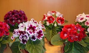 蚯蚓|出门捡点养花肥,不花一分钱,比花肥还厉害,养啥都叶绿花艳!