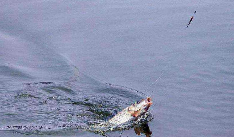 黑坑钓鱼“必杀技”麻团钓法的应用技巧分析，上鱼速度没话说