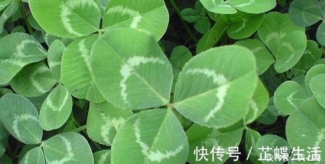 小红痣|脂肪肝加重,会有3个“不同”,常喝2种“养肝水”,肝炎都绕道