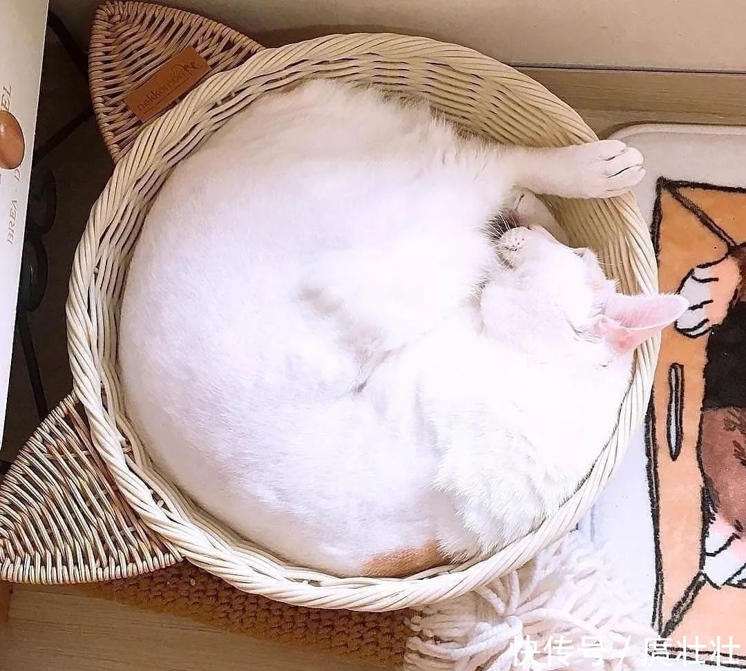 一大|这里有一大波新鲜的猫饼,有人想要的吗?