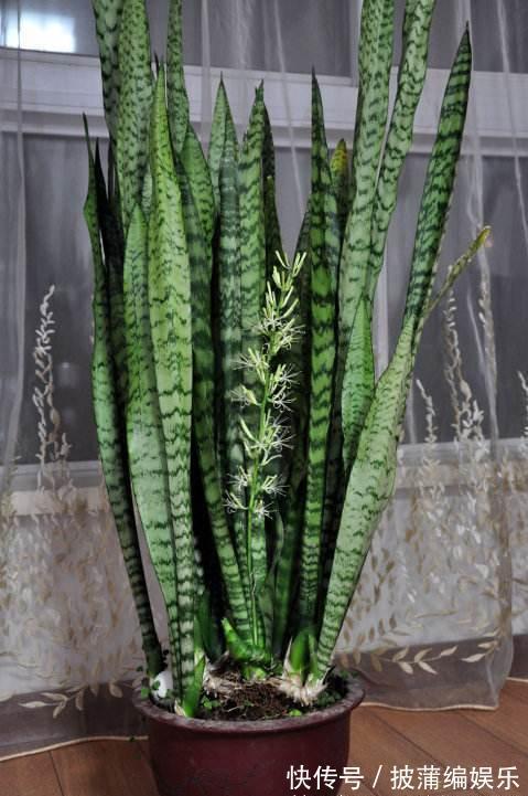 养虎皮兰时，盆里加2种东西，30天钻出钢芽，侧芽嗖嗖