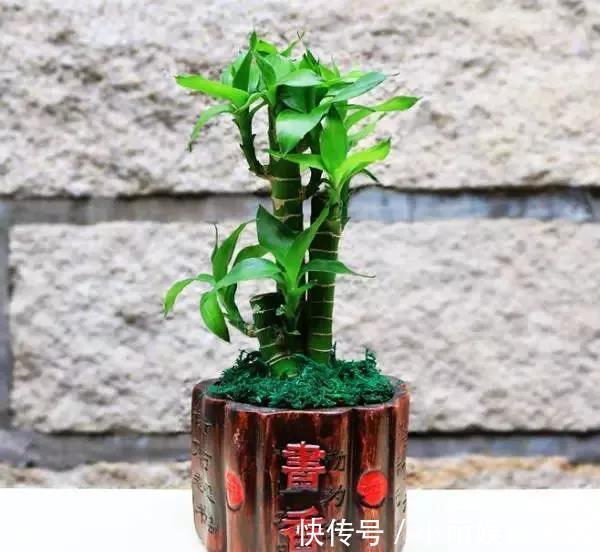 冬季养花大全,家里有这21种花的看过来