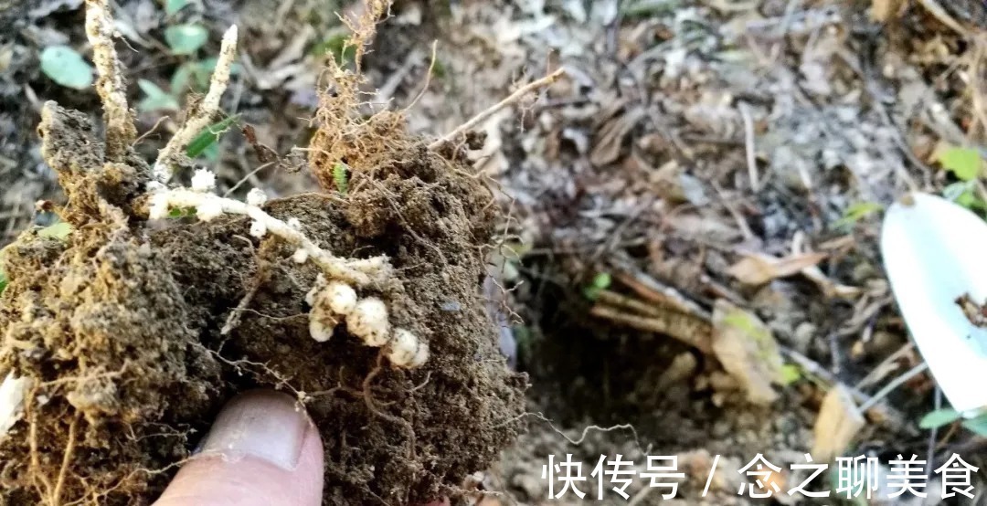 梅雨季节|梅雨季节室外养兰花,如何有效避免烂根?这个技巧值得收藏