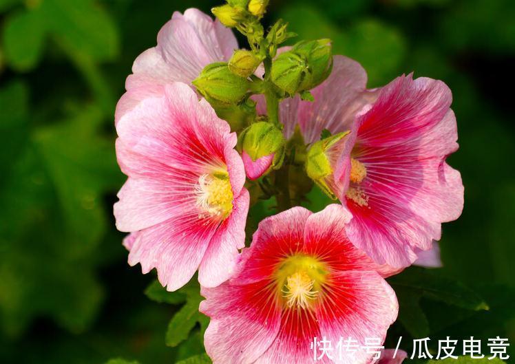 马上进入2022年,新的一年即将开启,为你推荐25种漂亮的花卉