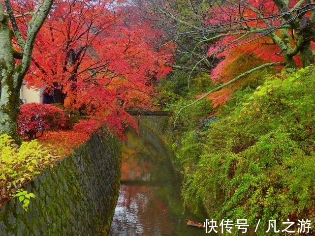 寺院|2021年11月京都红叶观赏信息