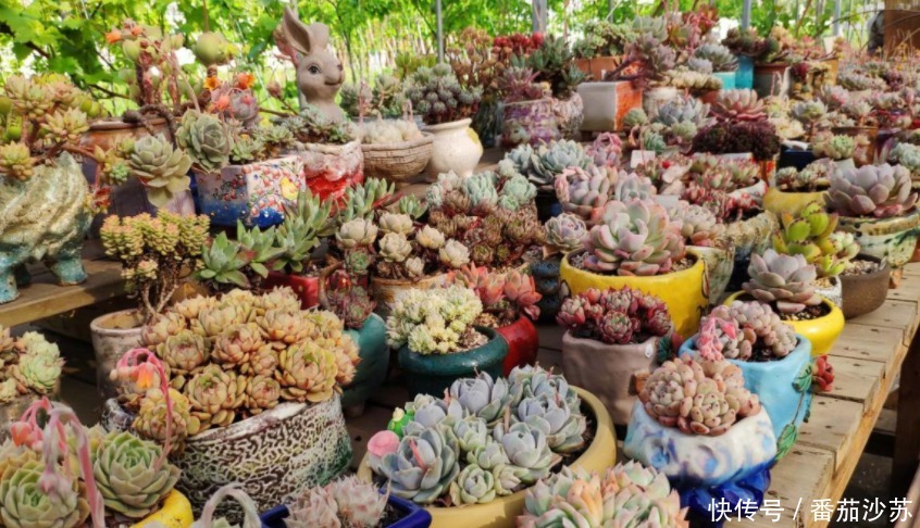 举动|5月,初遇暴雨后,盆栽多肉马上采取3项举动,一个都少不了