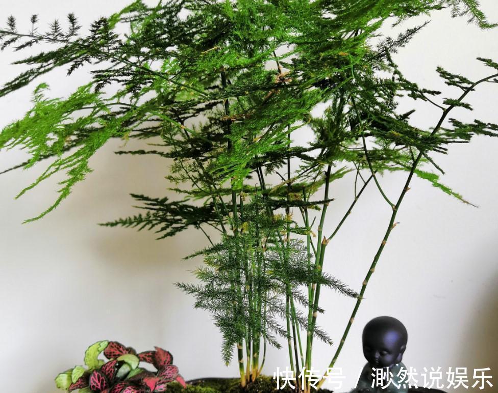 病虫害|文竹发黄了怎么办全部剪掉，就能长出新叶子！