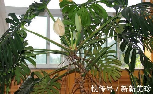 3种花卉能长2米高，养在客厅大气，亲戚、朋友都说好