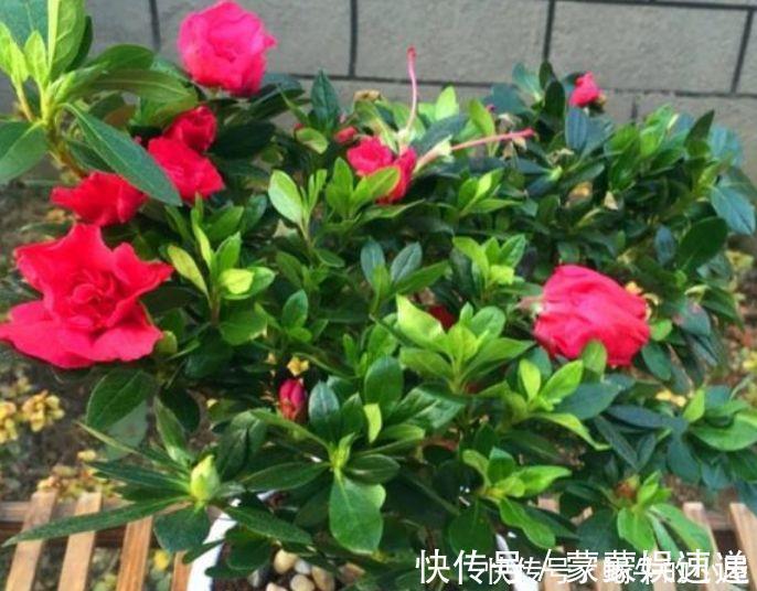 档次|4种花养家里,美成了花园,名字好听,开更美,开花漂亮上档次!