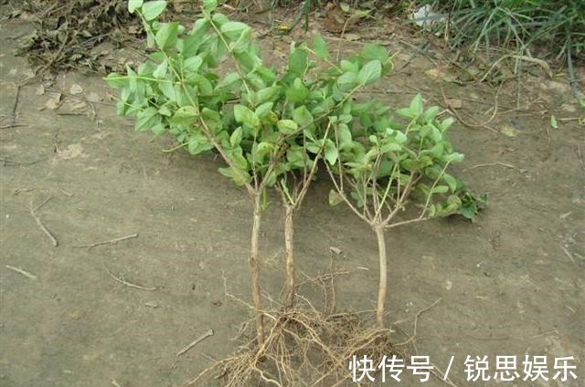 花友们|“2种花”现在扦插正好,剪个枝插盆里,易生根,很快长出一大盆