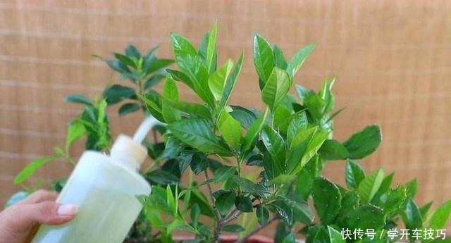 养栀子花,2种肥水要常用,长得旺、叶子绿,开花更多!