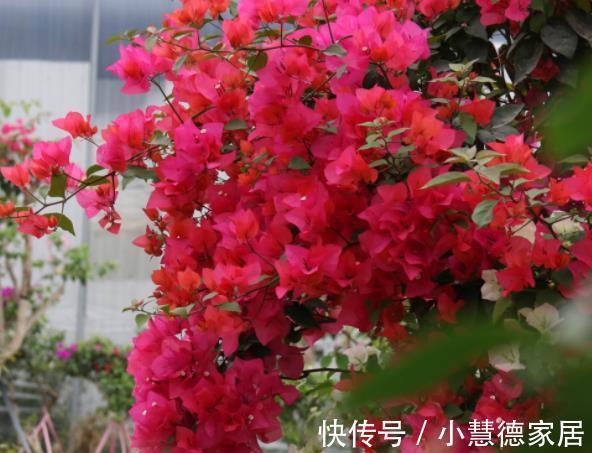 新手养三角梅，做好2个“舍得”，天天长花苞，花多不见叶