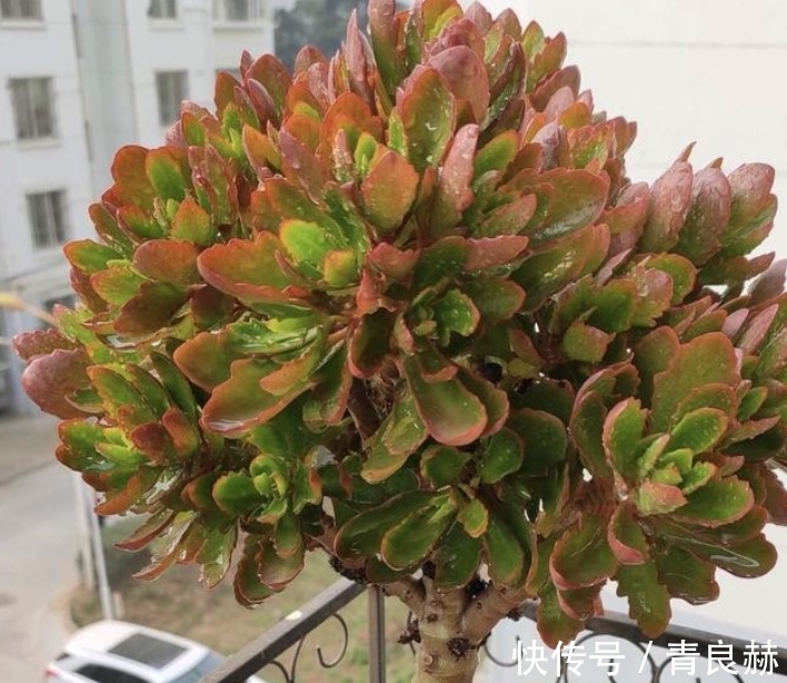 长寿花1盆养多年,养成老桩开花棒,而且子孙几十盆,到处开花!