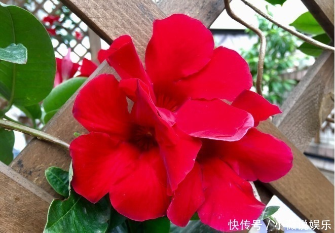 铁线莲|阳台别摆盆盆罐罐了，5种花草养一棵就能开满阳台，很省空间