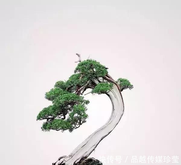 这3种盆景可以养成传家宝,再穷也要养,越老越值钱!