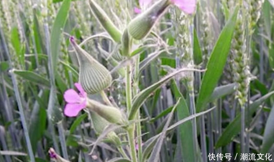 麦瓶草|农村这种野草长得像“花瓶”如今要是还能见到,那算你运气好