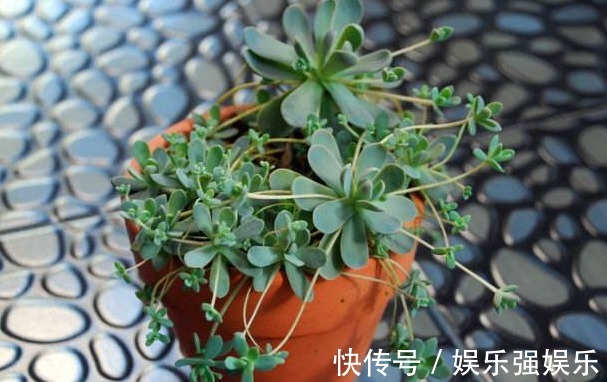 土壤|最好养的“7种多肉”,是多肉爱好者的可不要错过,回家养起来吧