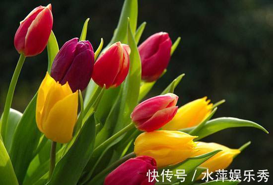 家养此款花卉，花期长易打理，花色鲜艳夺目，沾点水就疯长