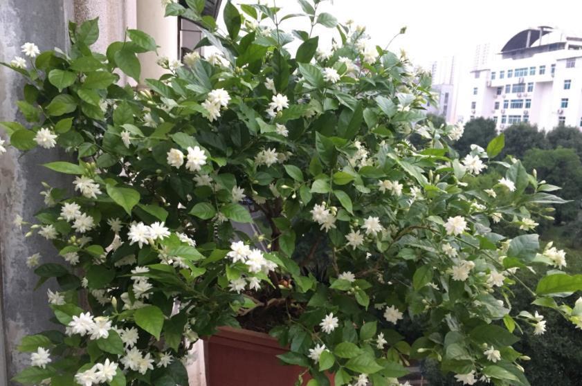 茉莉|夏季养茉莉,想花开爆盆,芳香四溢,盆栽管理得注意此3点